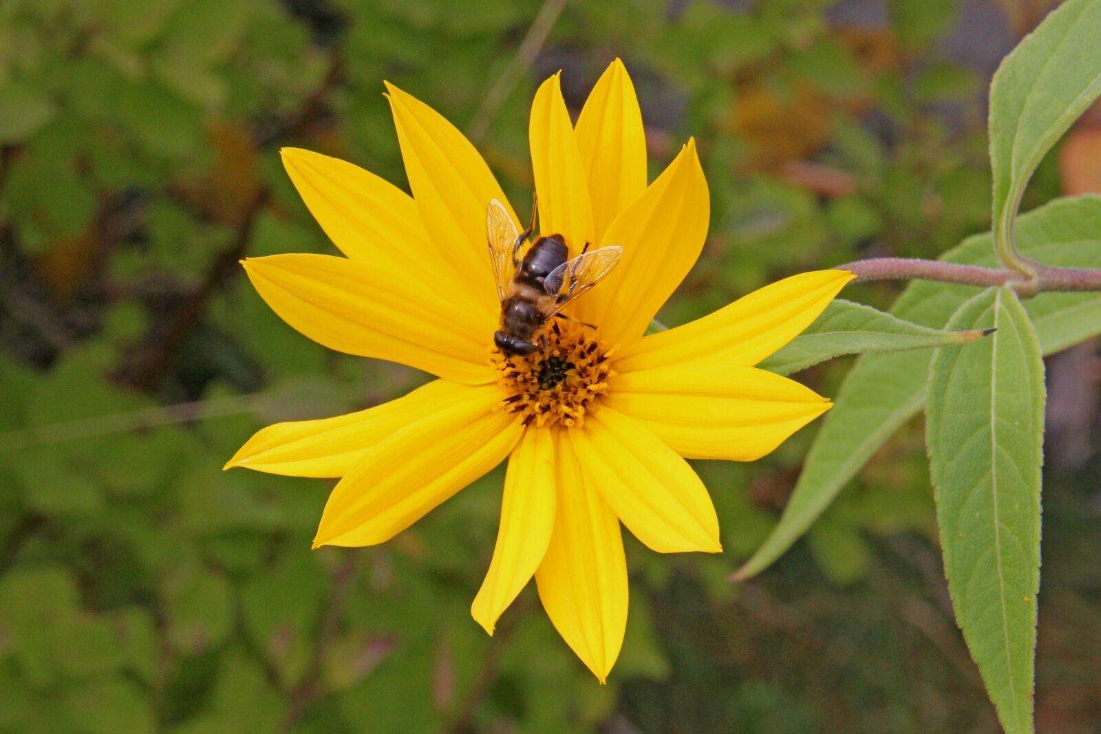 Canon EOS 60D sample photo. Flower, bee, nature photography