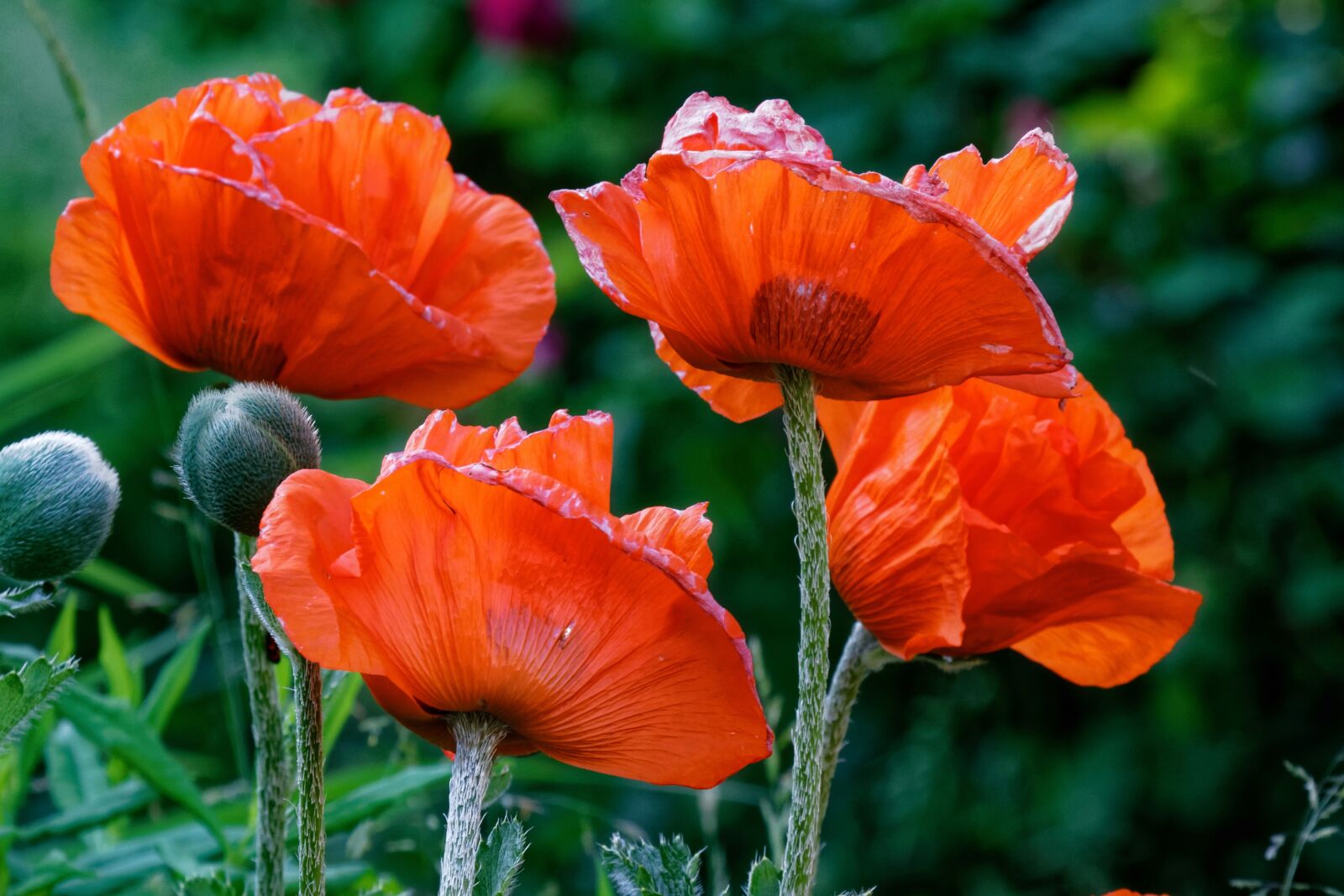 Canon EOS 7D sample photo. Poppy, fade, wither photography