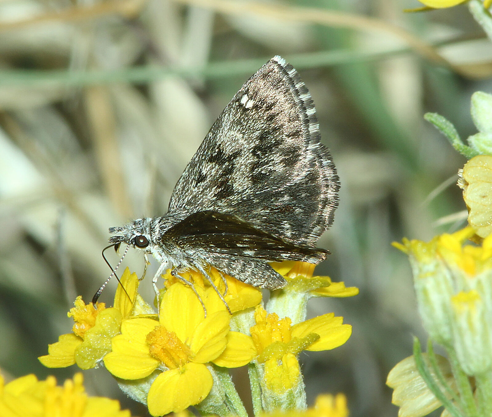 Canon EF 300mm F4L IS USM sample photo