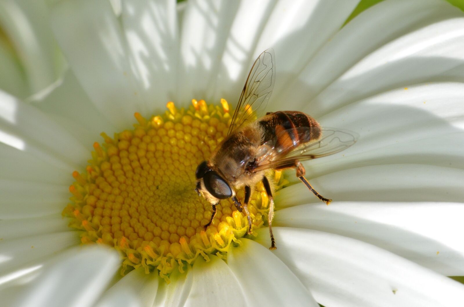 Nikon D7000 sample photo. Insect, hoverfly, pollinator photography
