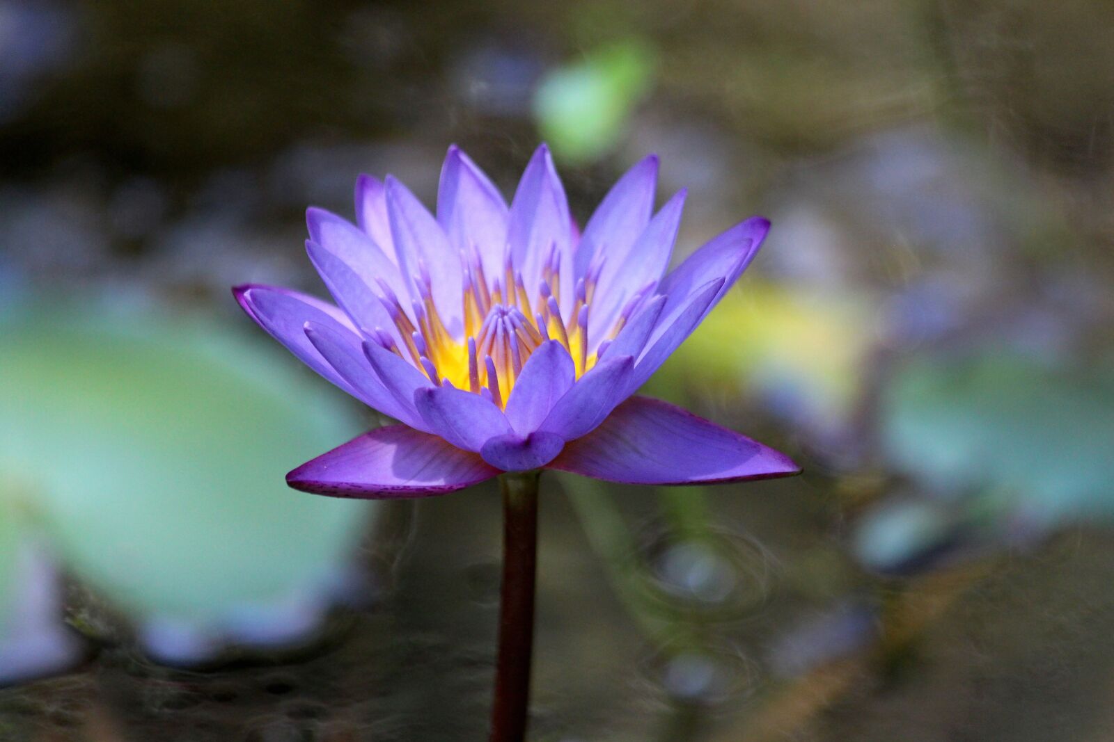 Canon EOS 650D (EOS Rebel T4i / EOS Kiss X6i) sample photo. Water lily, flower, water photography