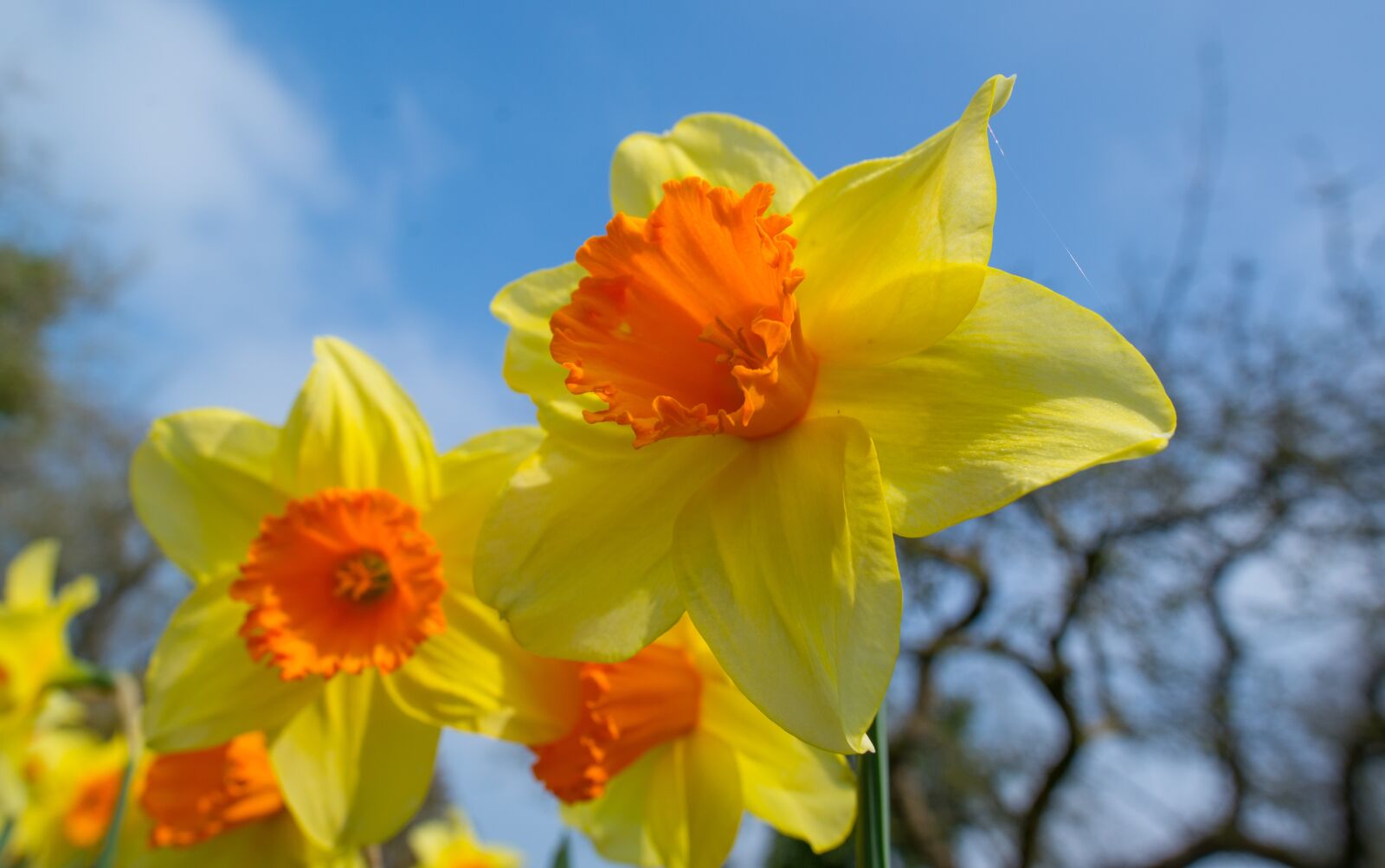 Nikon D610 sample photo. Narcissus, flower, bloom photography