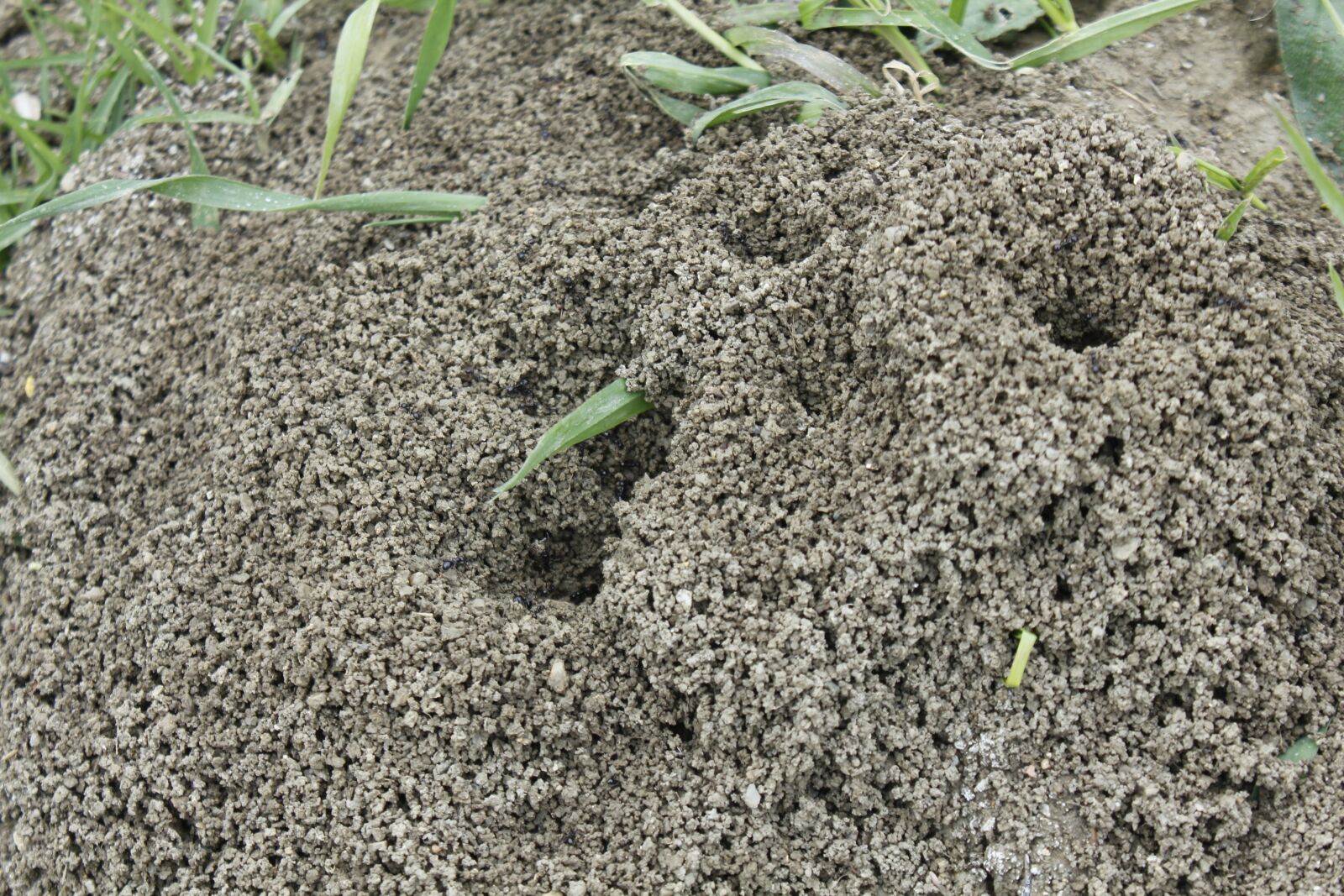 Canon EOS 550D (EOS Rebel T2i / EOS Kiss X4) sample photo. Soil, agriculture, growth photography