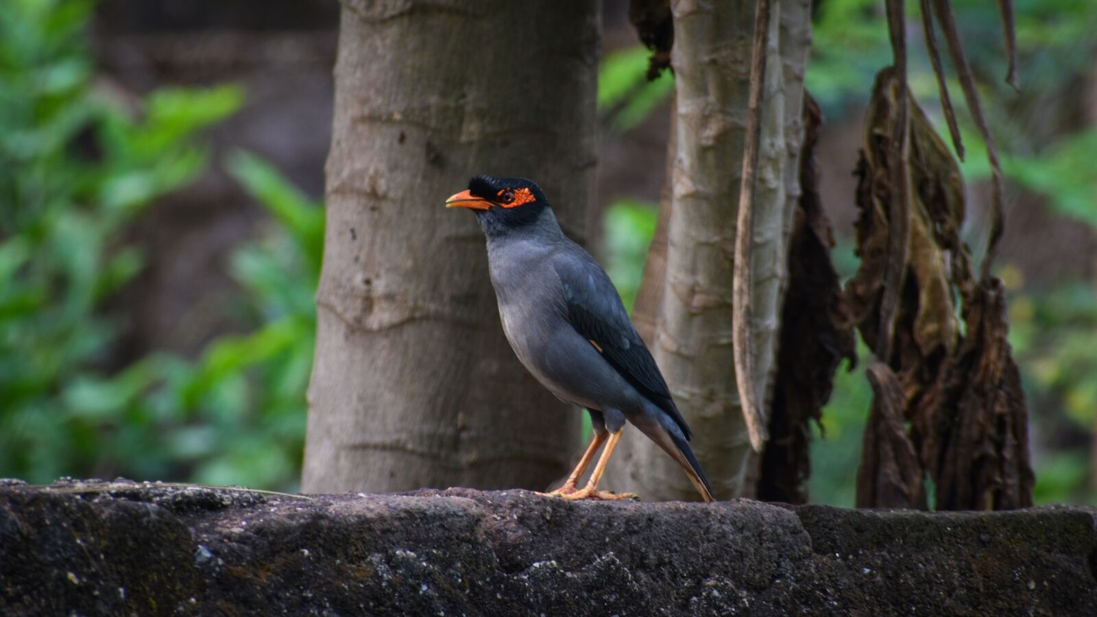 Nikon D3500 sample photo. Munia, asian, mayna photography