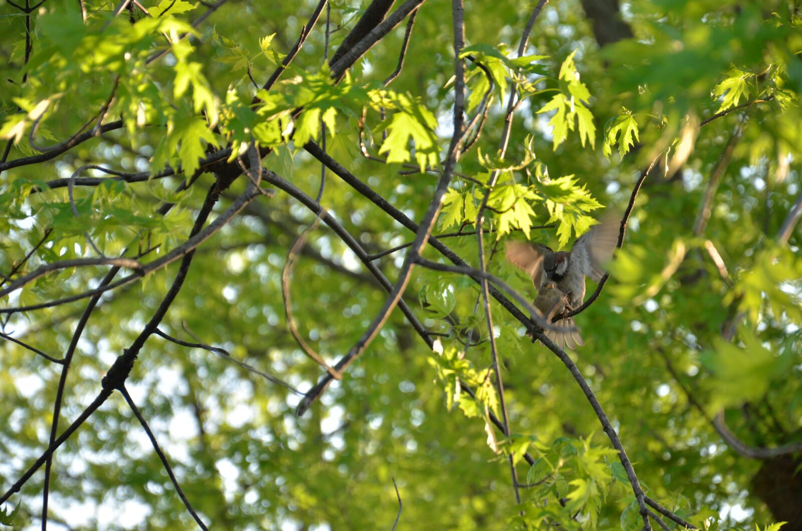 Nikon D7000 sample photo. Birds, trees, green photography
