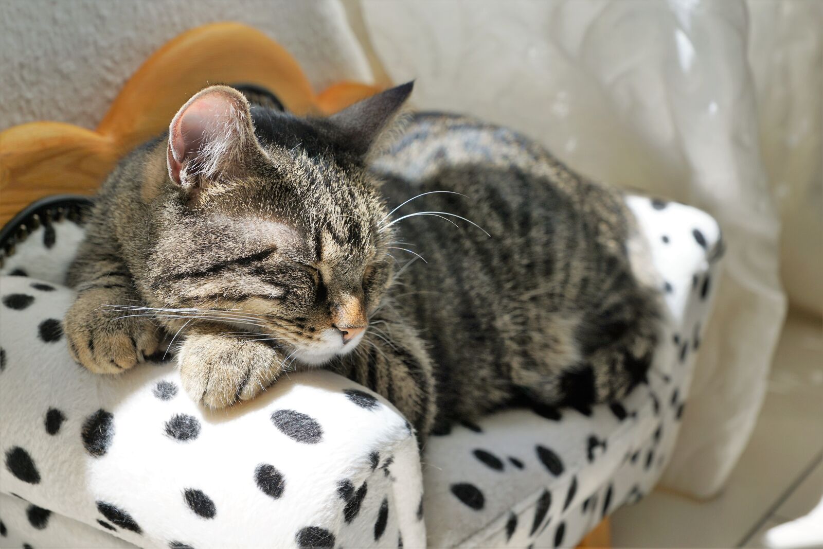Sony ILCA-77M2 + Sony DT 16-50mm F2.8 SSM sample photo. Cat, tiger, tigerle photography