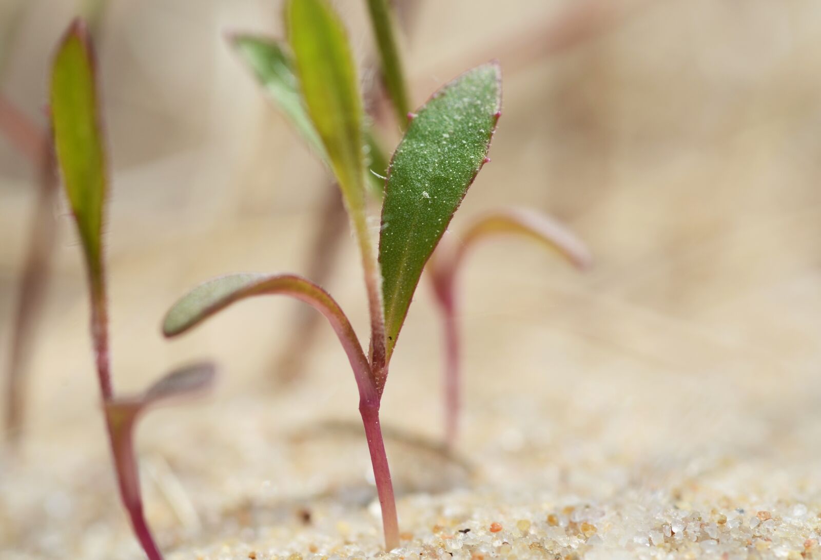 Nikon D7000 sample photo. Plant, sand, succulent photography