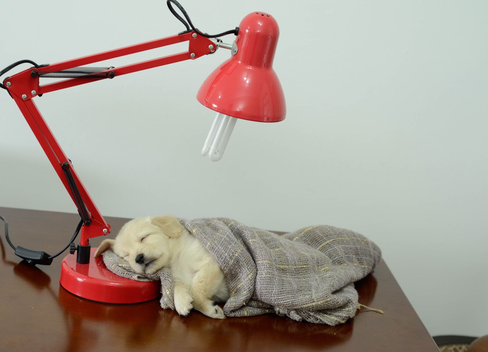 Nikon D7000 sample photo. Pet, animal, dog photography
