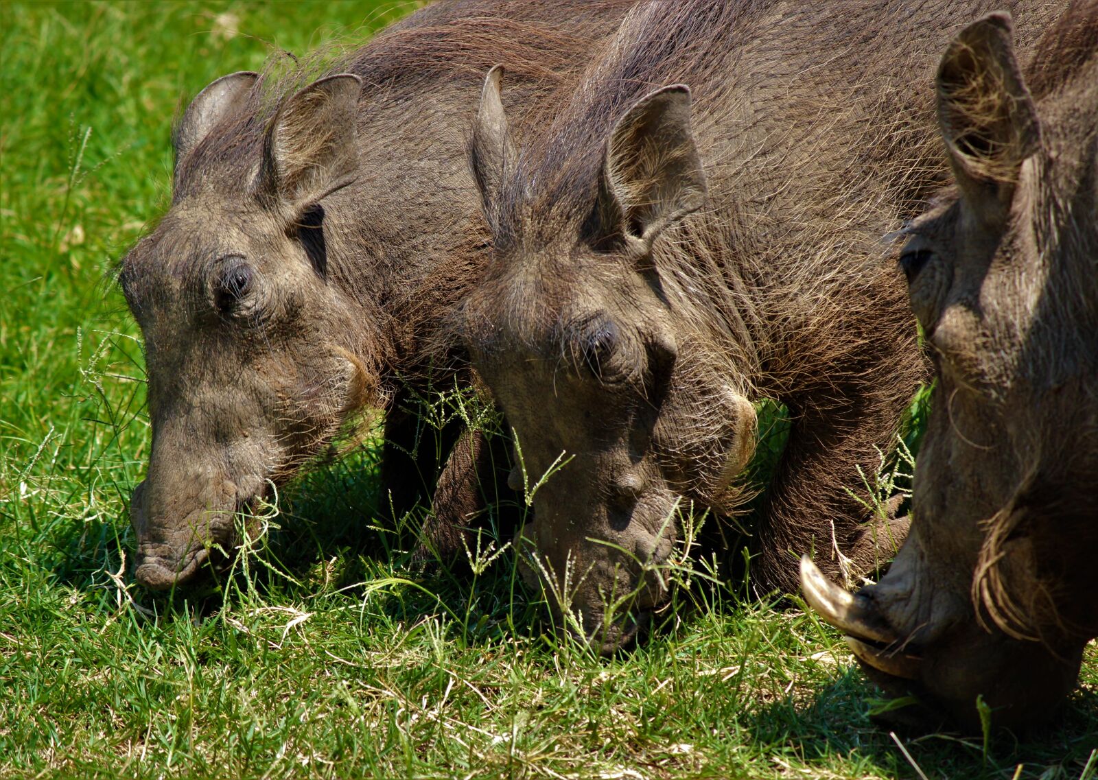 Canon EOS 600D (Rebel EOS T3i / EOS Kiss X5) sample photo. Mammal, animal, animal world photography