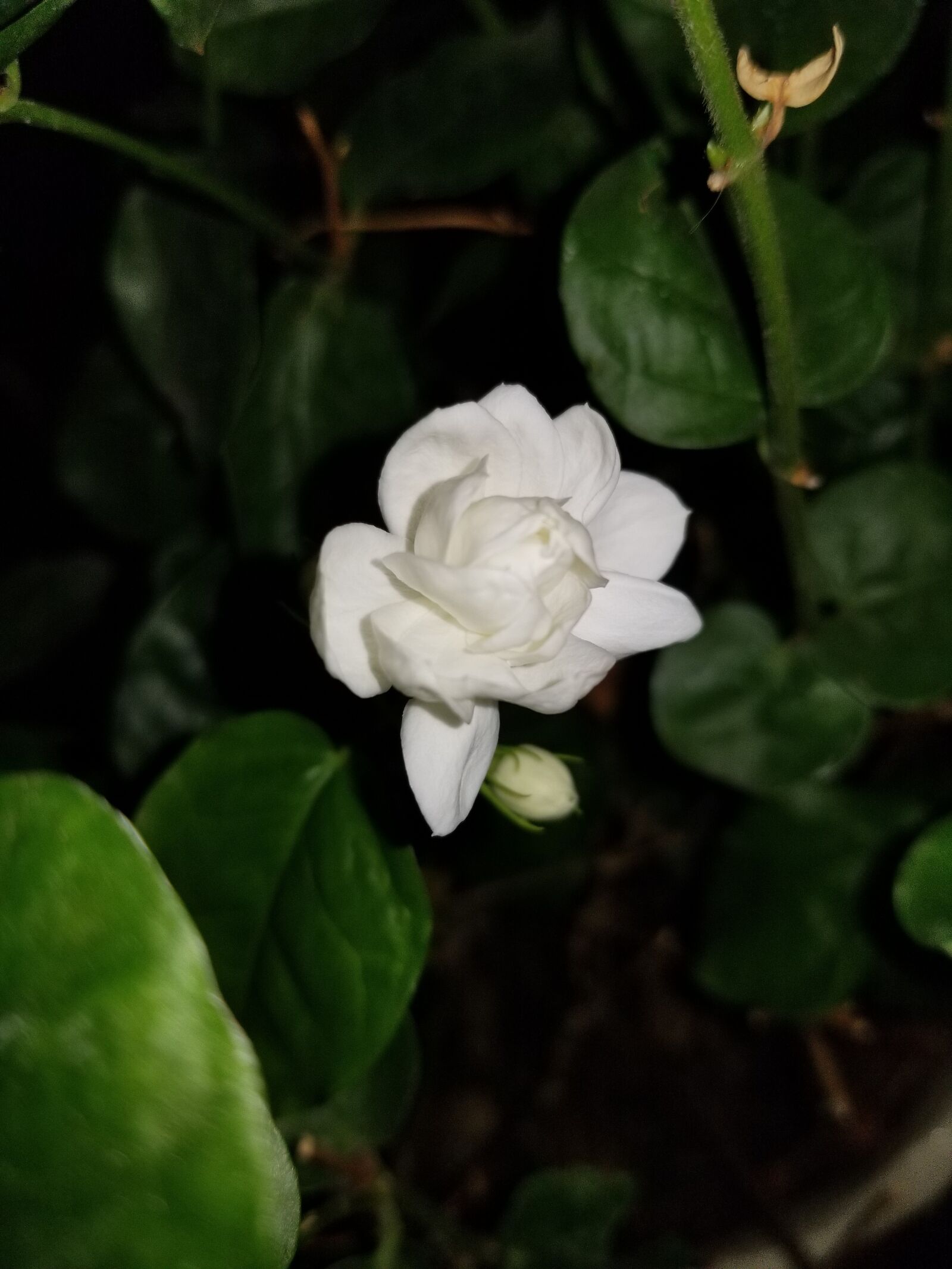 Samsung Galaxy S8+ sample photo. Beautiful, flowers, elegance photography