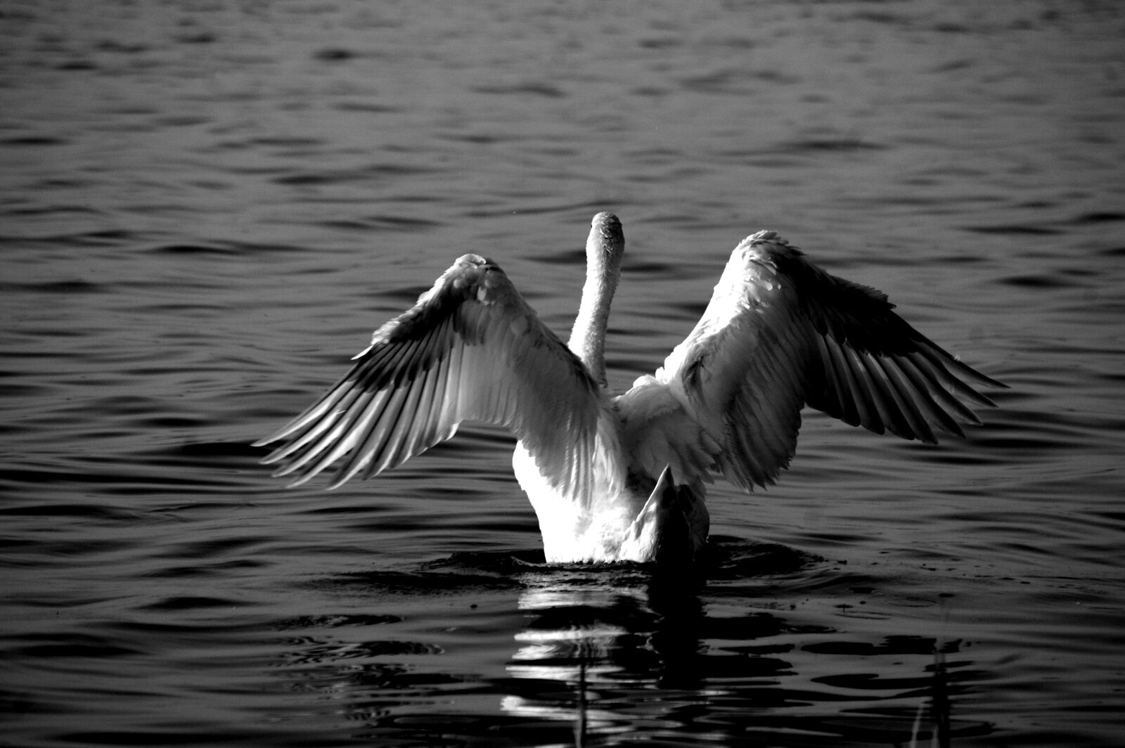 Pentax K100D sample photo. Swan, water, bird photography