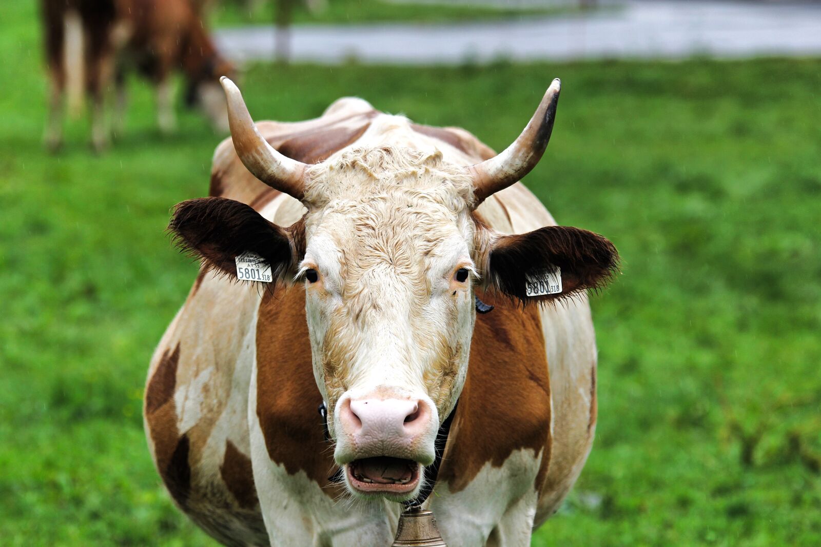 Canon EOS 60D sample photo. Cow, beef, cattle photography