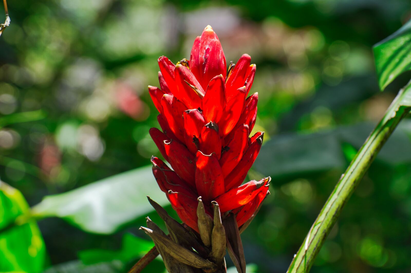 Nikon D3200 sample photo. Cartago, costa rica, alpinia photography