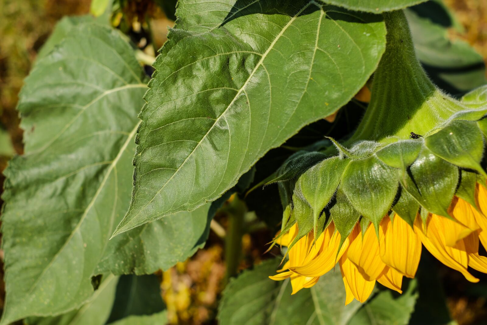 Fujifilm X-T10 + Fujifilm XF 35mm F1.4 R sample photo. Sunflower, flower, hanging photography