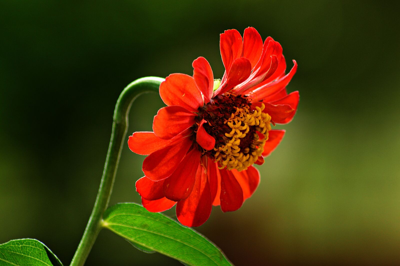 Nikon D3200 sample photo. Flower, garden, plant photography