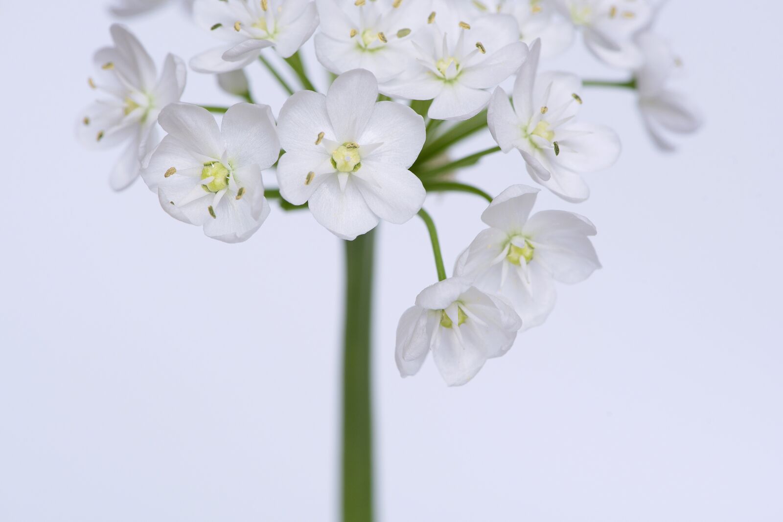 Nikon D750 sample photo. Flower, blossom, bloom photography