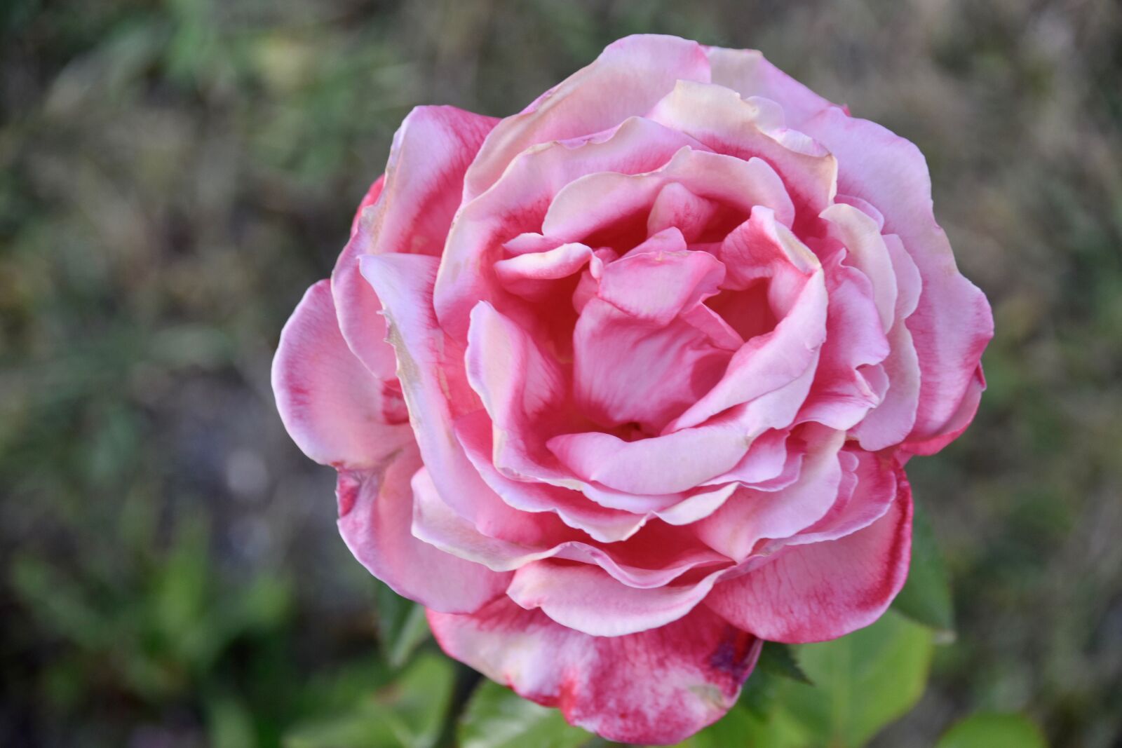 Nikon D5600 sample photo. Flower, pink, shrub photography