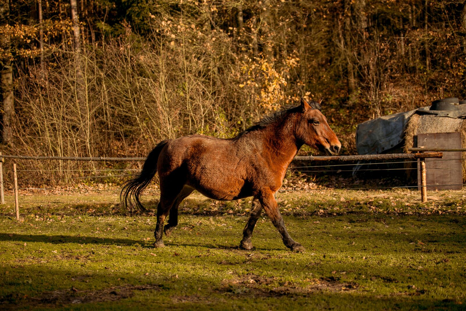 Canon EOS 6D sample photo. Horse, hucul, animal photography