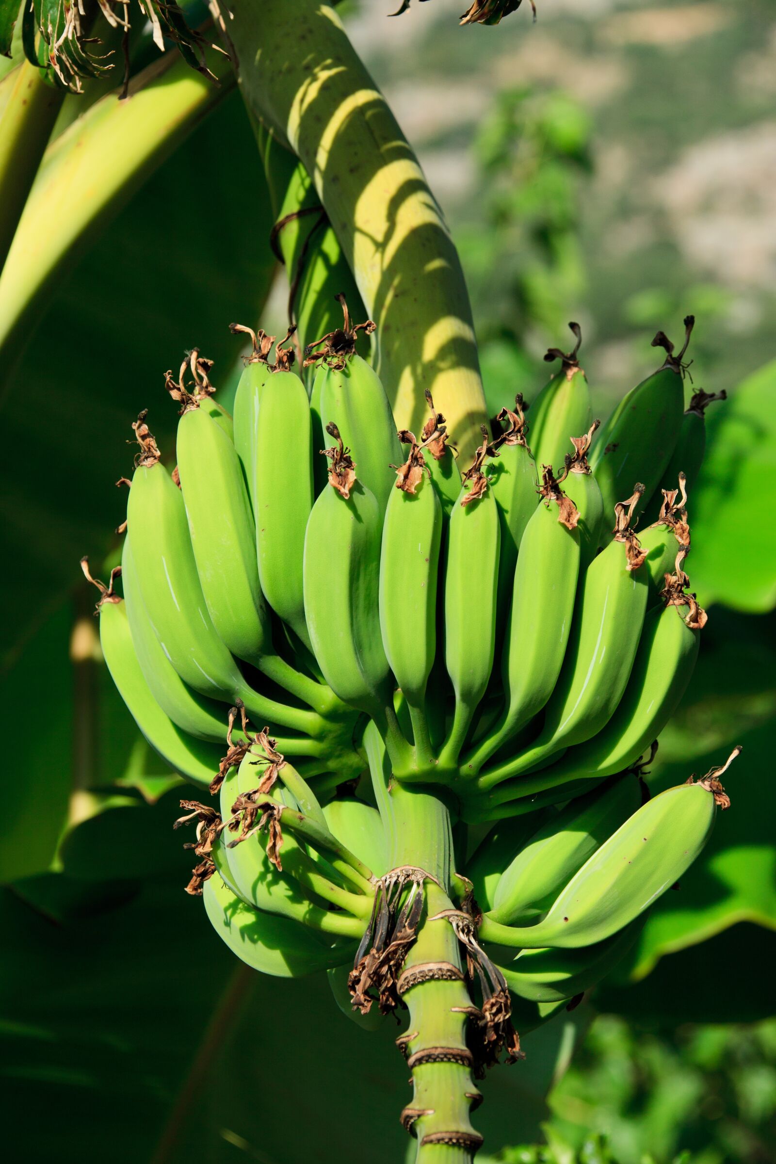 Canon EOS 5D Mark II sample photo. Agriculture, banana, branch, bunch photography