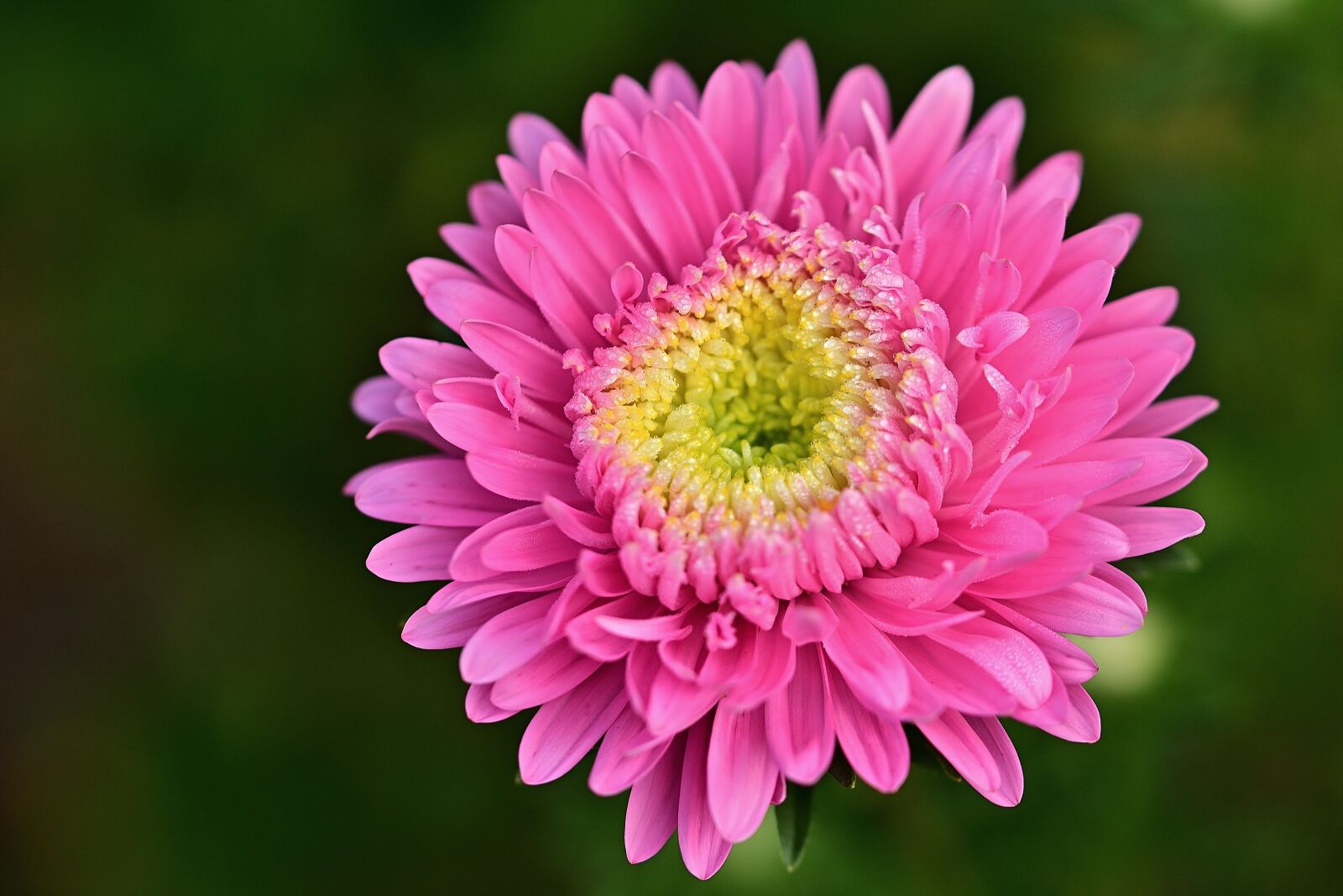 Nikon D5200 sample photo. Flower, blossom, bloom photography