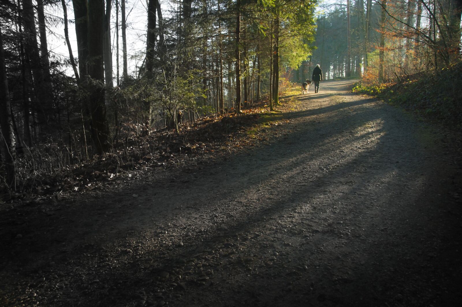 Sony Alpha DSLR-A350 sample photo. Forest, hiking, dog photography