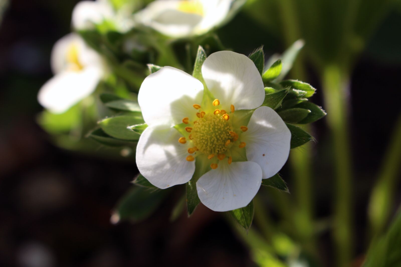Canon EOS 700D (EOS Rebel T5i / EOS Kiss X7i) sample photo. Nature, flower, plant photography