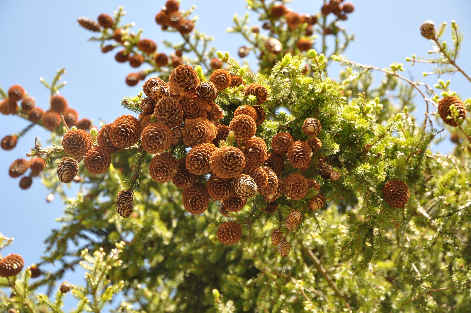 Nikon D90 sample photo. Spruce cone, cone, branch photography