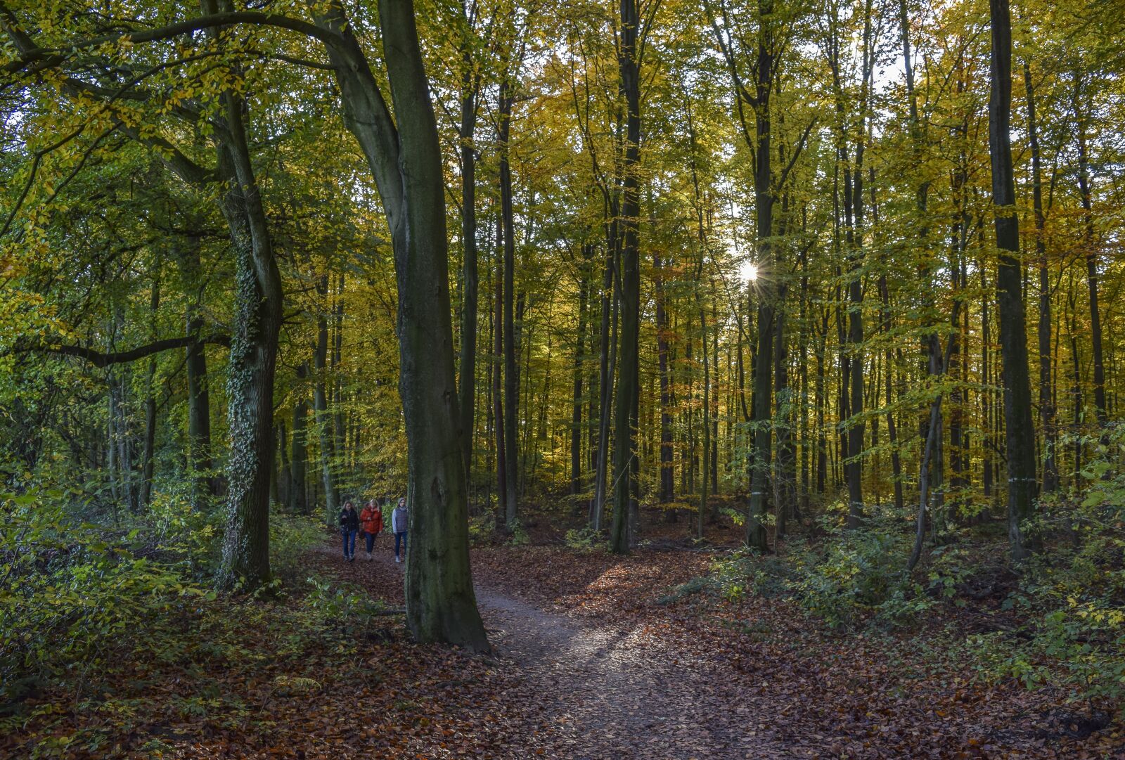 Nikon D3300 sample photo. Forest, nature, autumn photography