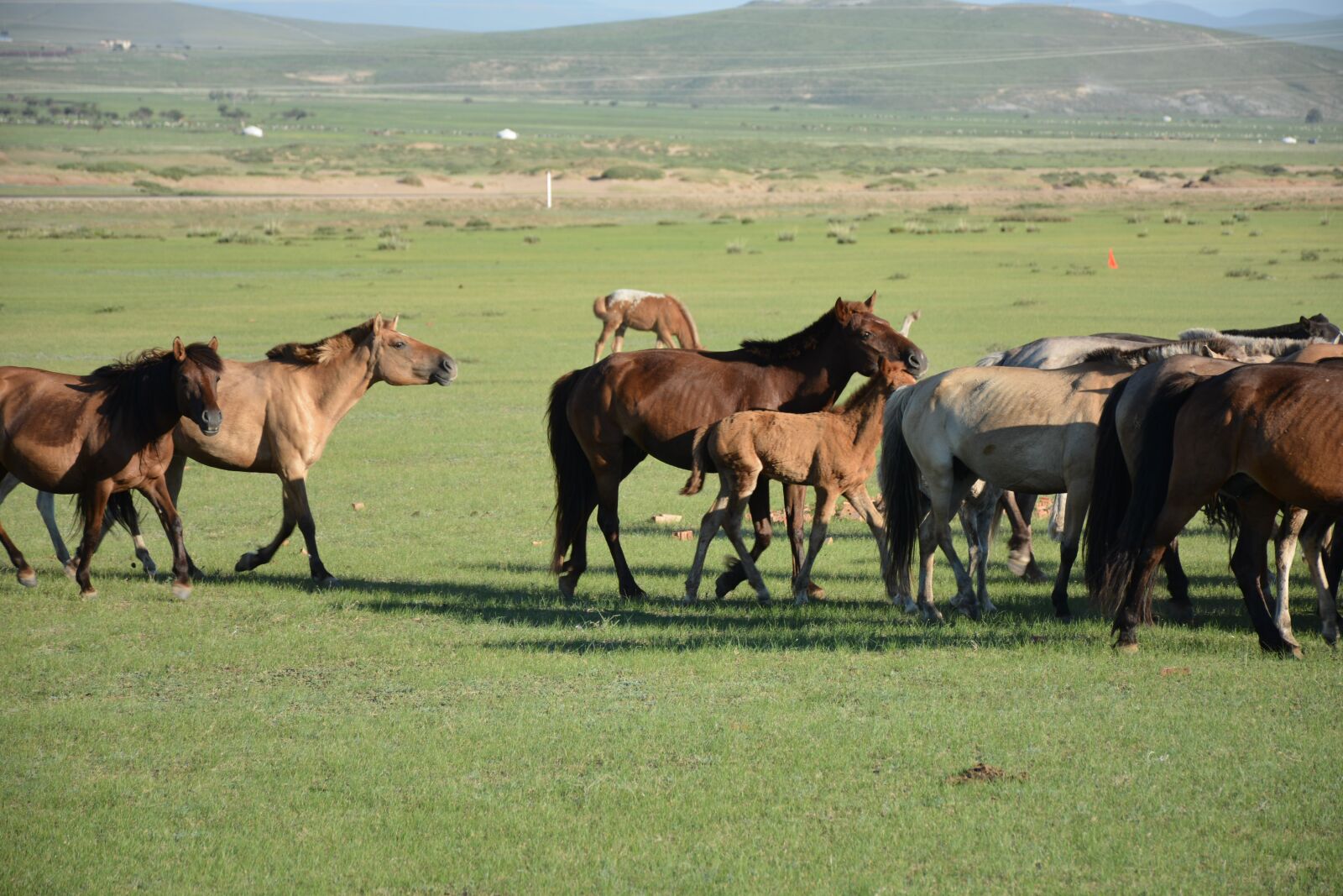 Nikon D7100 sample photo. Nature, horses, animal photography