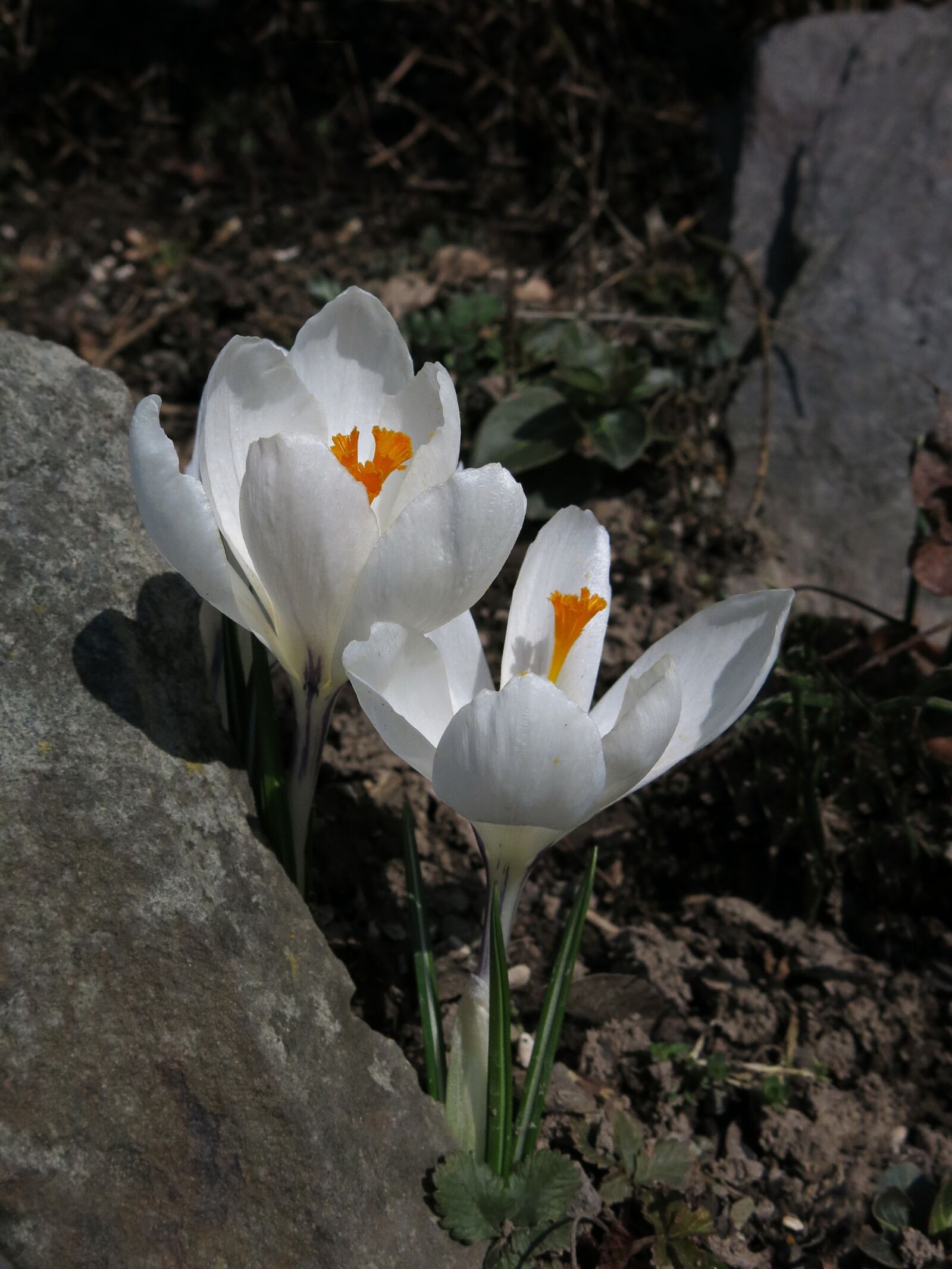 Canon PowerShot G15 sample photo. Crocus, white, flower photography