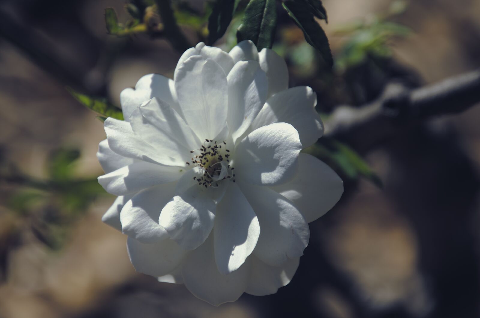 Nikon D7000 sample photo. Flower, white, rose photography