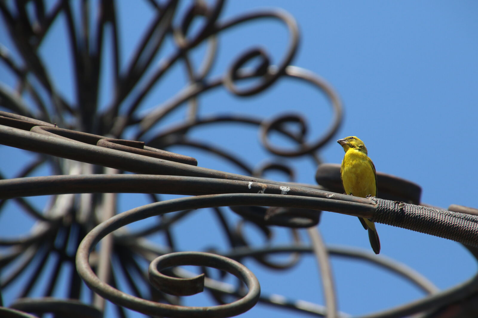 Canon EOS 7D Mark II sample photo. Animal, bird, blue, blue photography