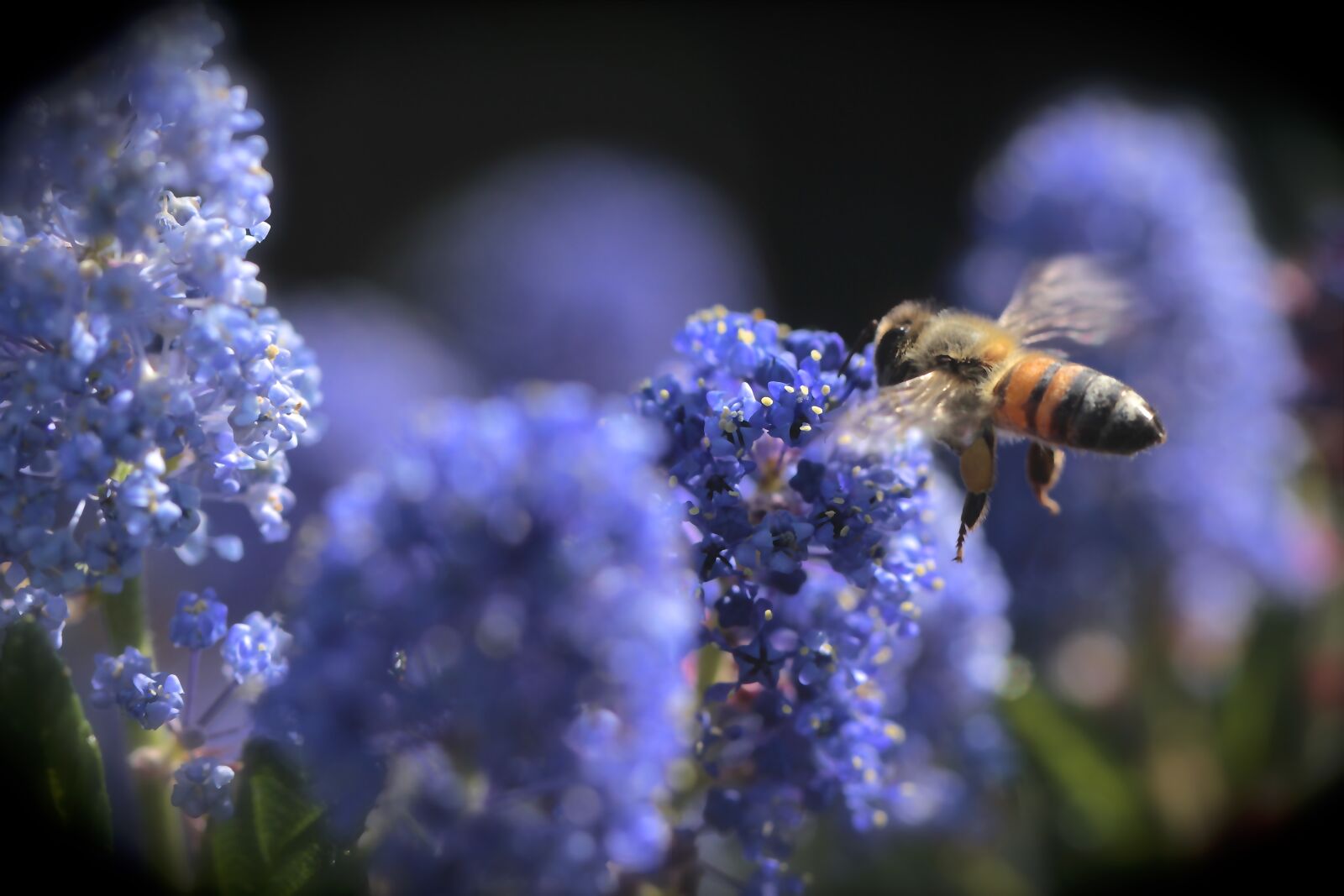 Canon EOS 60D sample photo. Bees, spring, flowers photography