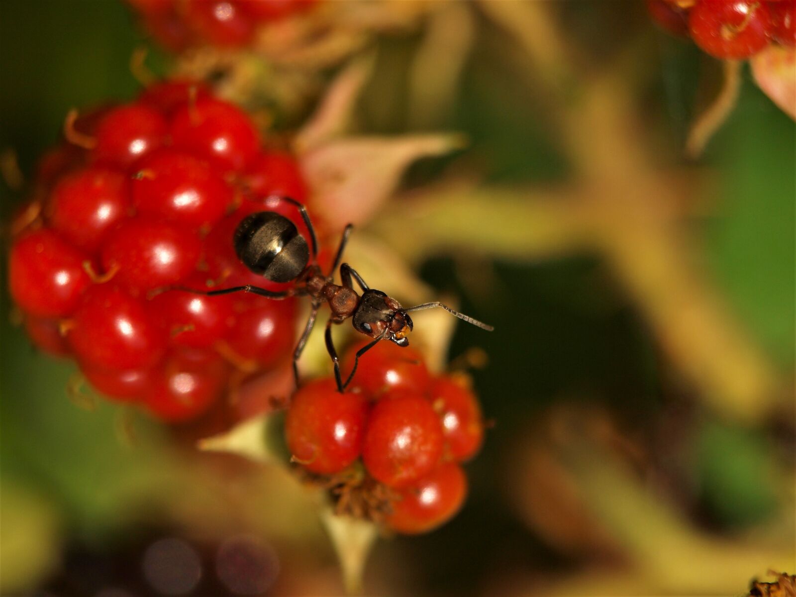 Olympus E-420 (EVOLT E-420) sample photo. Ant, wood ant, animal photography