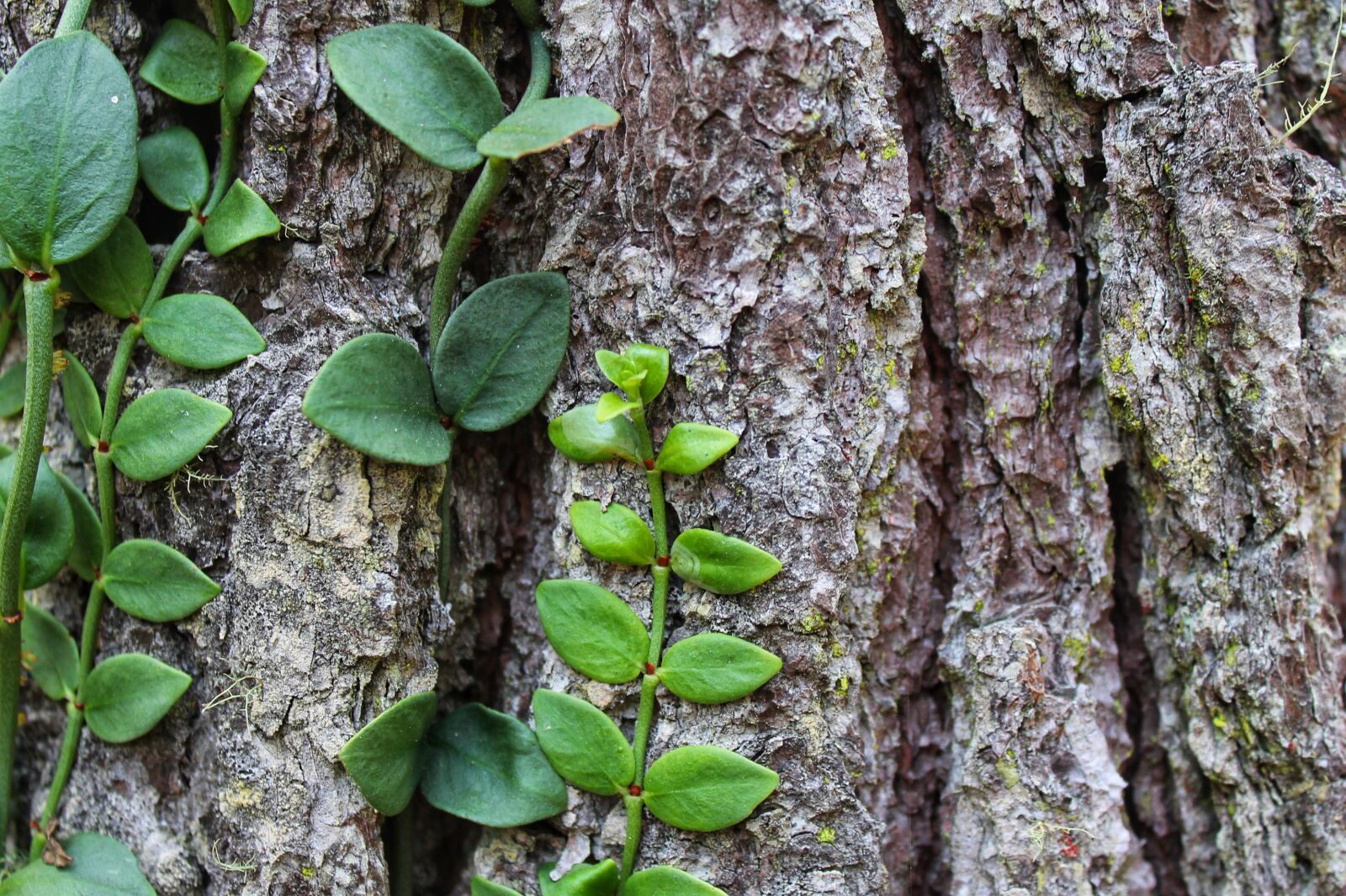 Canon EOS 1100D (EOS Rebel T3 / EOS Kiss X50) sample photo. Background, nature, closeup photography
