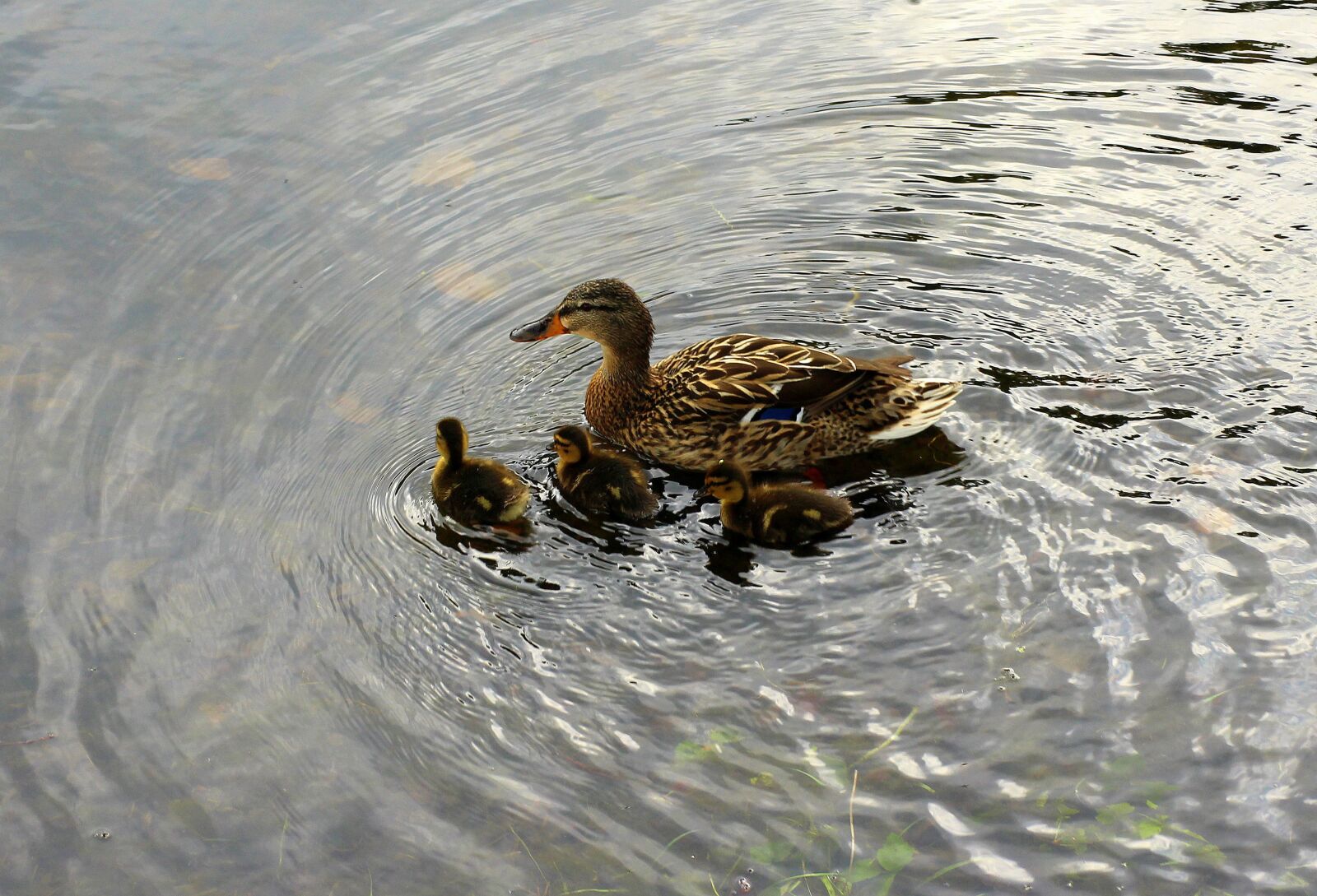 Canon EOS 1200D (EOS Rebel T5 / EOS Kiss X70 / EOS Hi) sample photo. Mallard duck, wild birds photography
