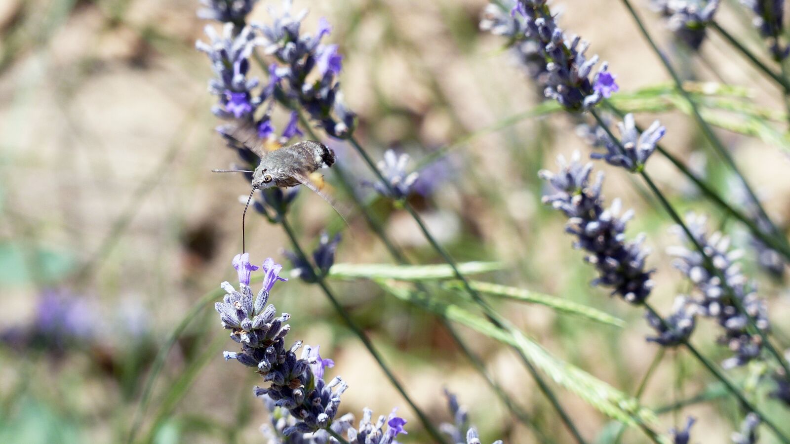 Panasonic Lumix DMC-FZ200 sample photo. Insects, nature, butterfly photography