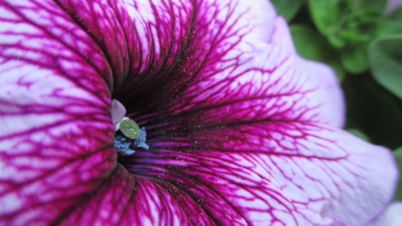 Canon IXUS 135 sample photo. Flower, blossom, purple photography