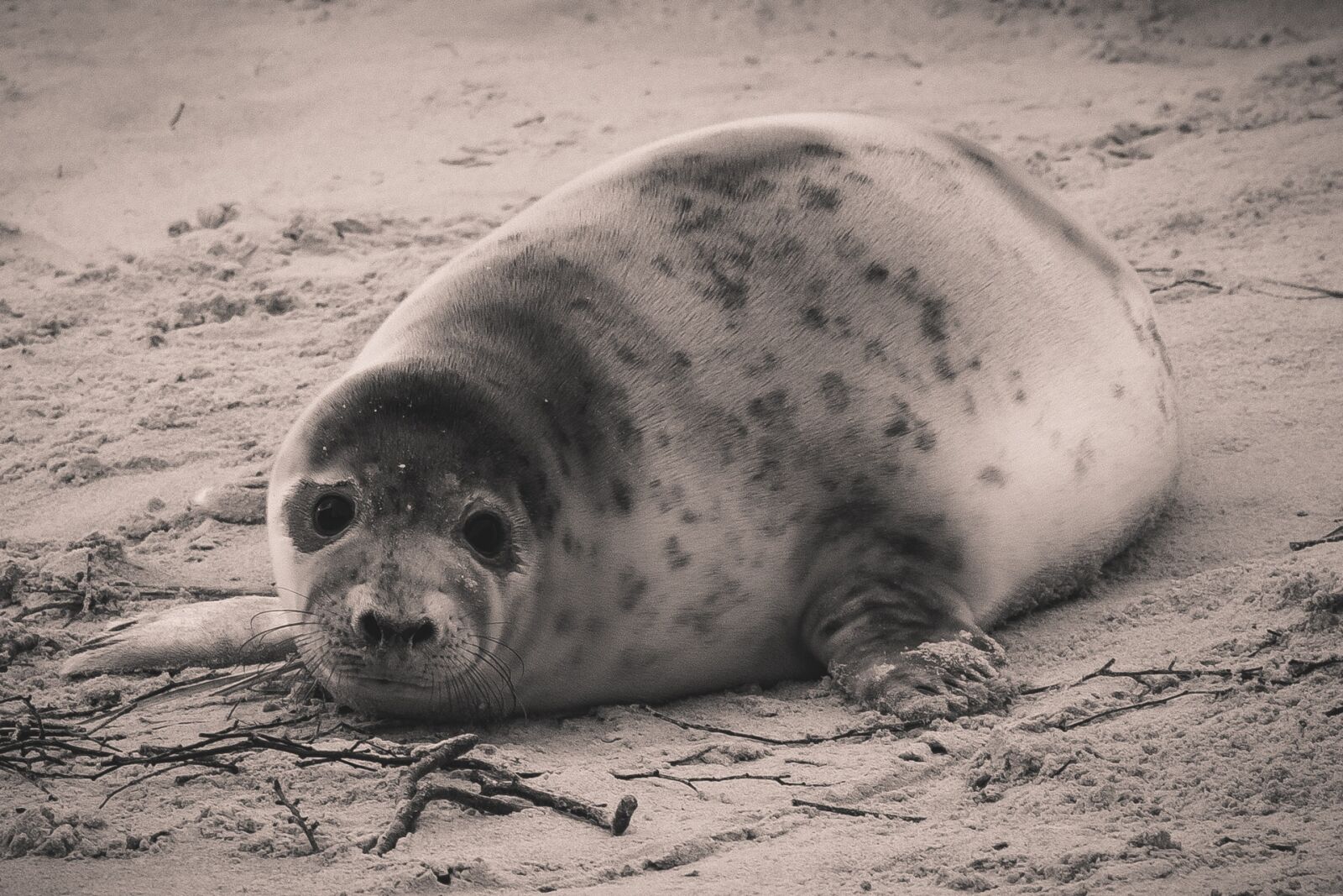 Canon EOS 70D + 150-600mm F5-6.3 DG OS HSM | Contemporary 015 sample photo. Robbe, grey seal, helgoland photography