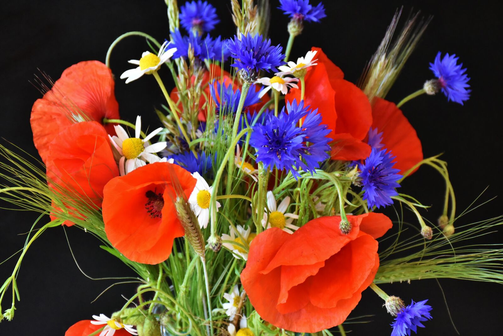Nikon D7200 sample photo. Poppy, poppies, cornflowers photography