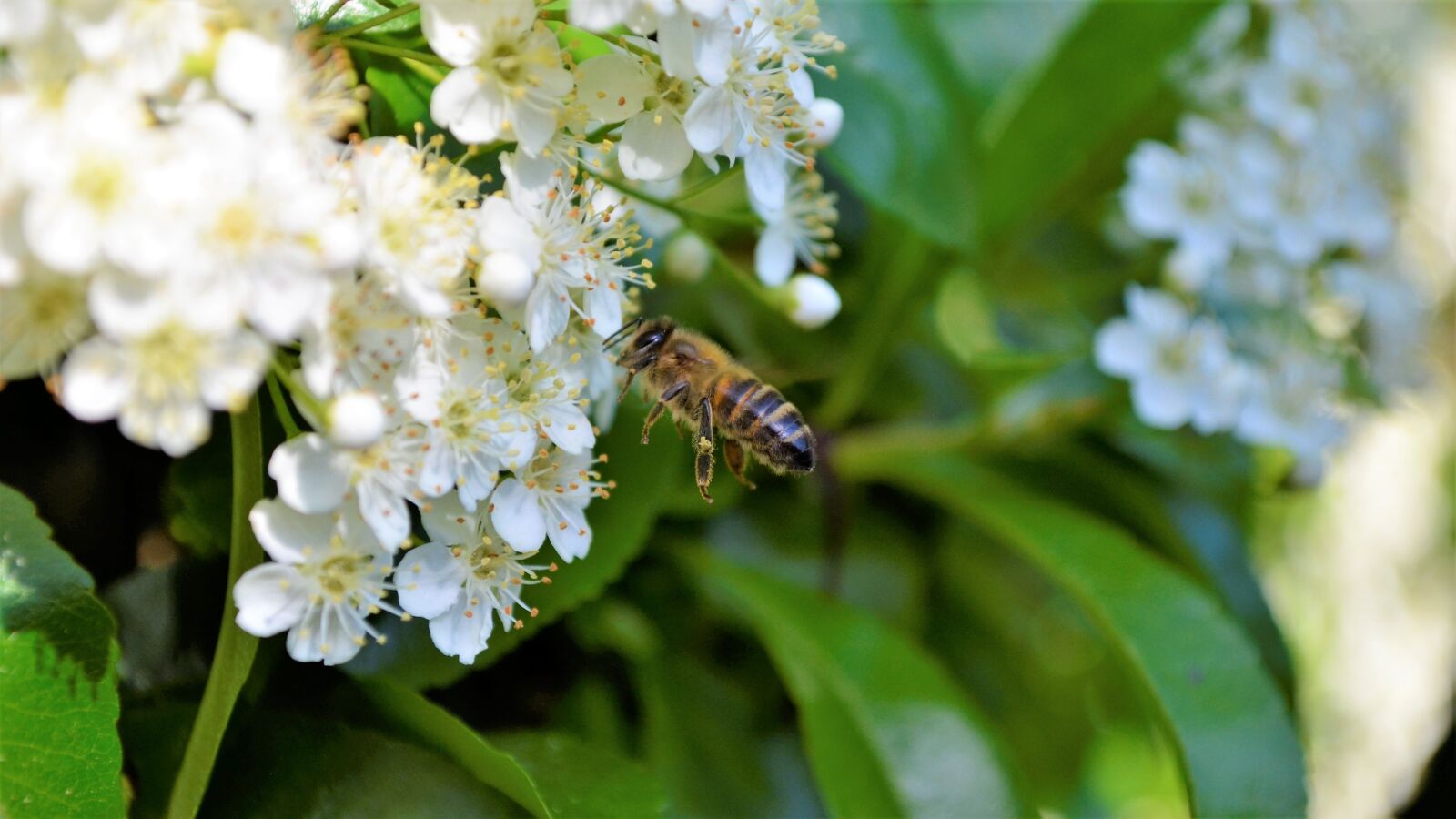Nikon D5100 sample photo. Bee, nice, bees photography