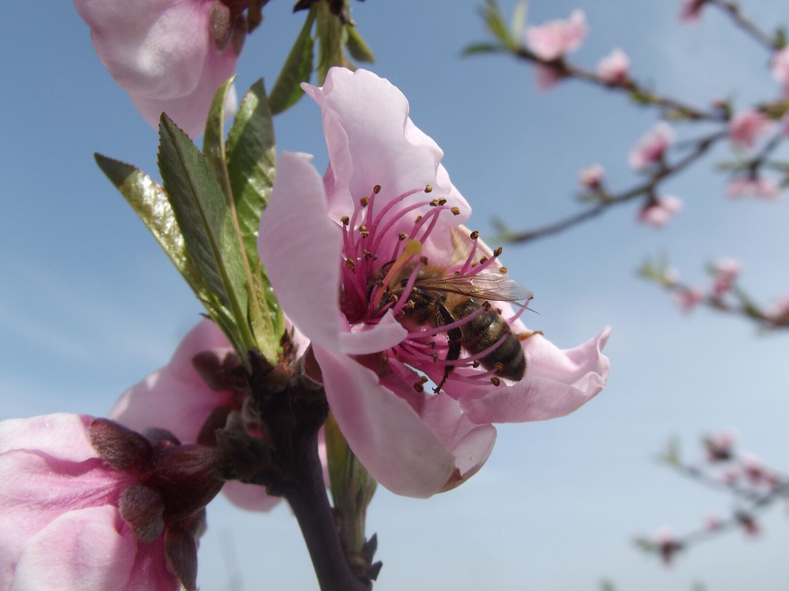 Fujifilm FinePix S2980 sample photo. Flower, peach blossom, bee photography
