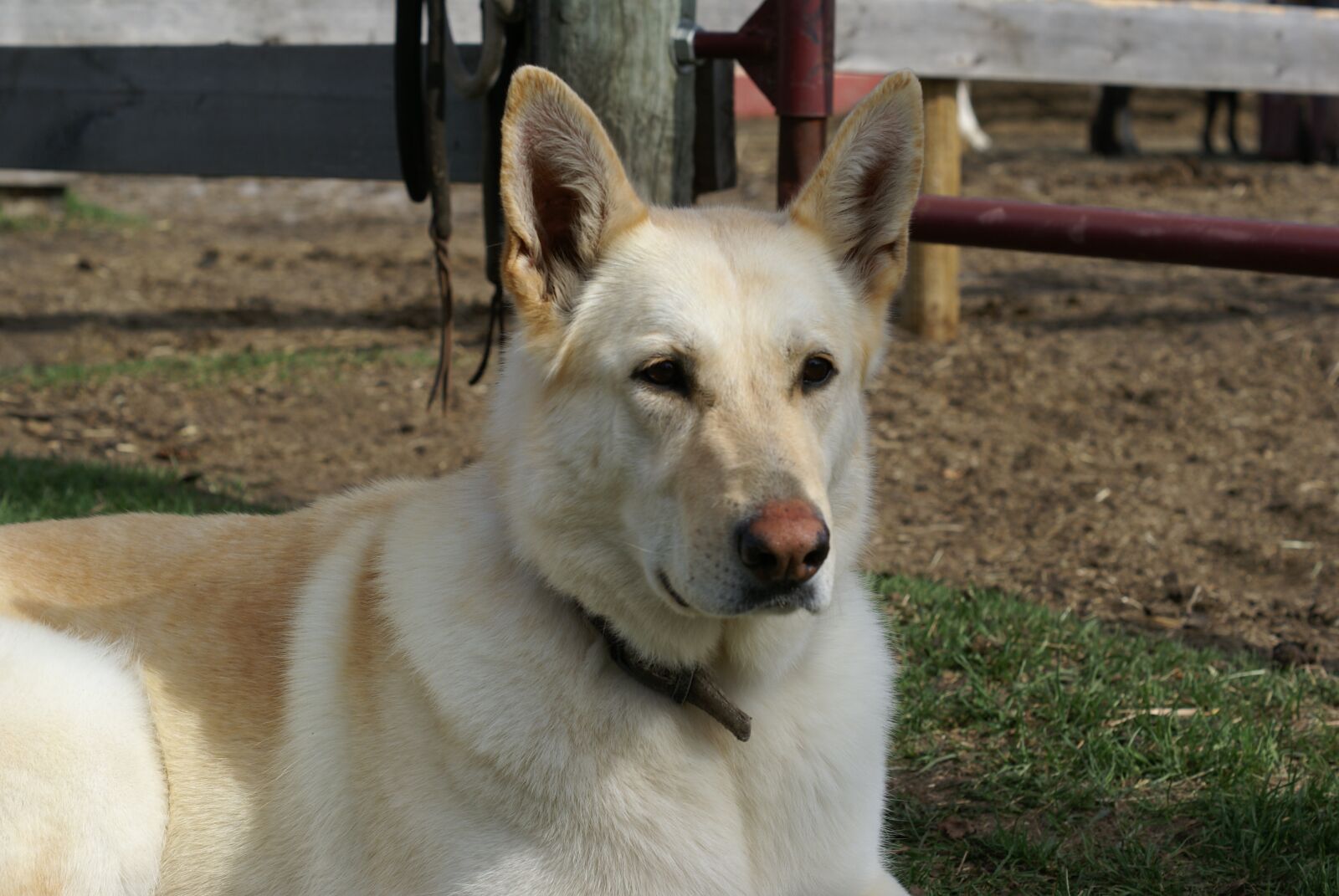 Sony Alpha DSLR-A100 sample photo. Dog, sheppard, pet photography