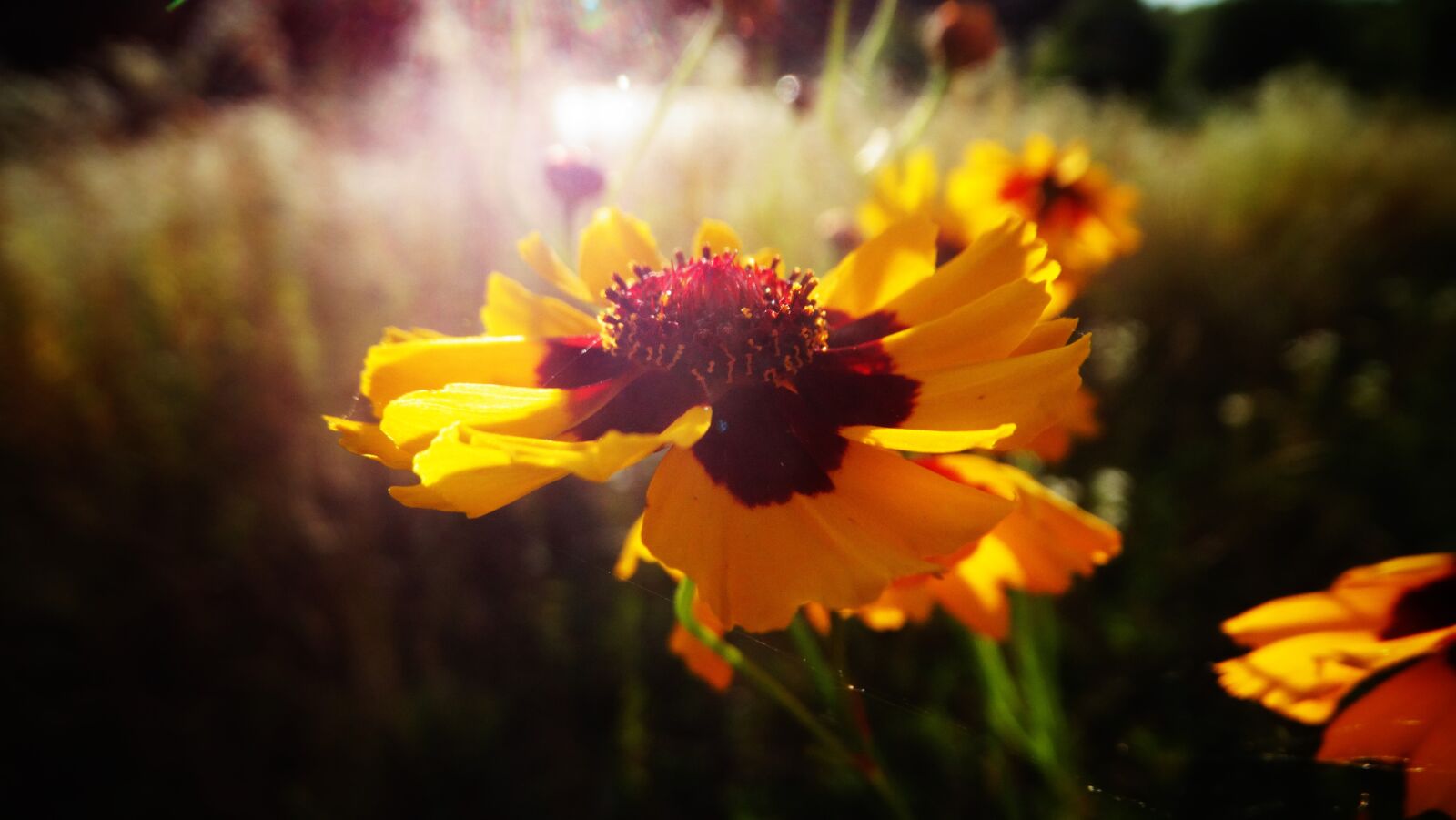 Sony Cyber-shot DSC-HX300 sample photo. Flowers, petals, meadow photography