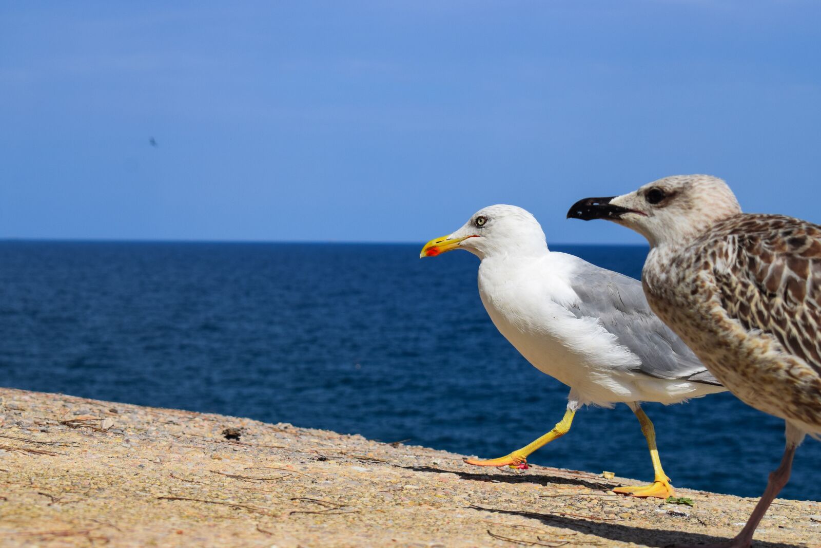 Nikon D5300 sample photo. Birds, sea, seagull photography