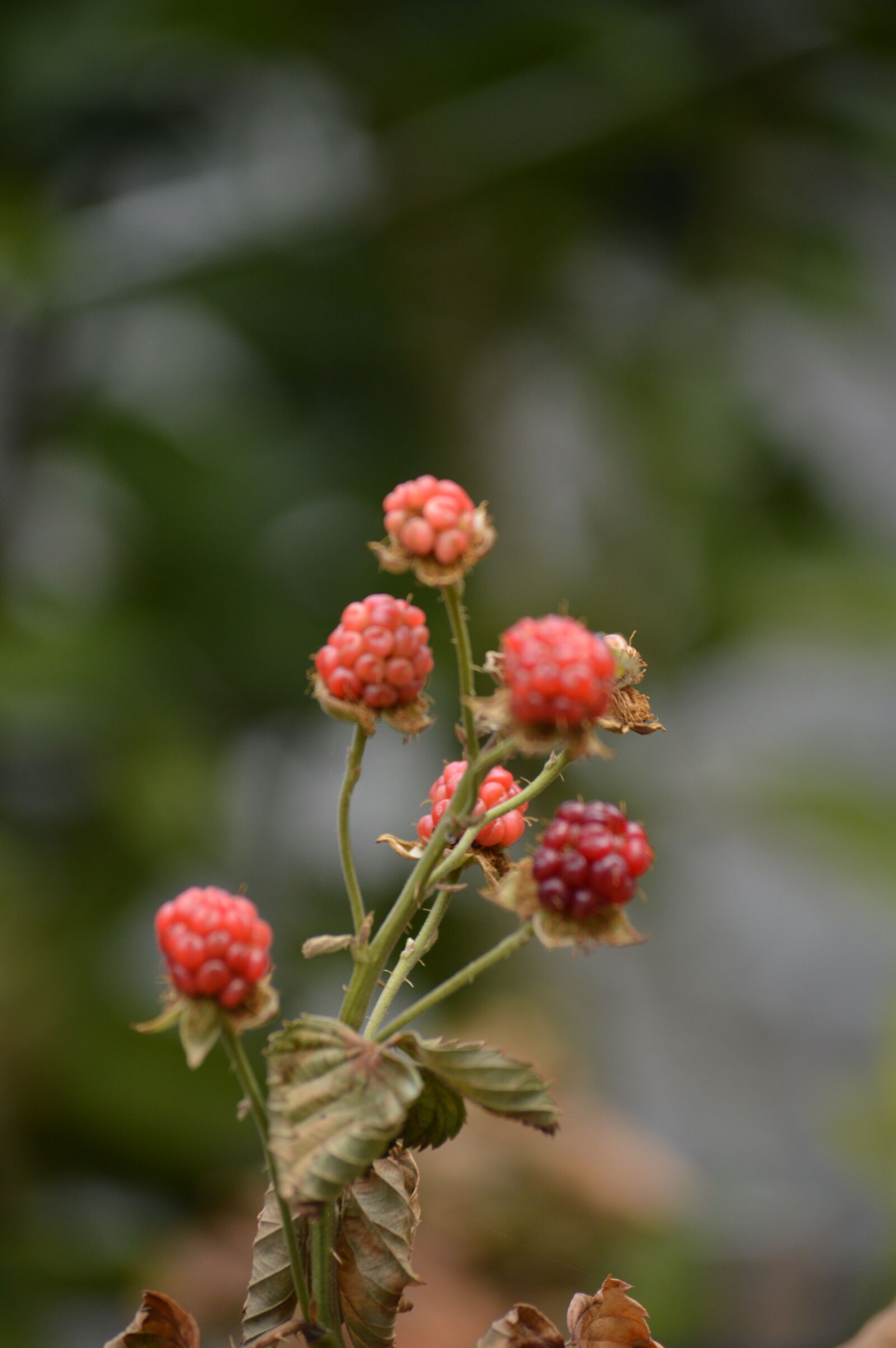 Nikon D3200 sample photo. Blackberry, berries, fruit photography