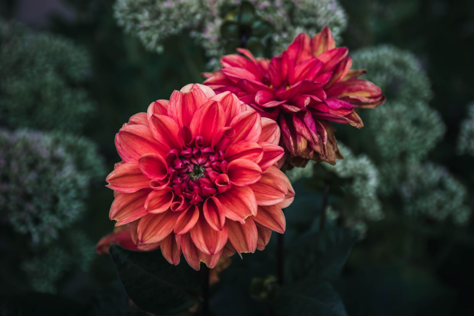 Nikon D5300 sample photo. Flower, garden, summer photography
