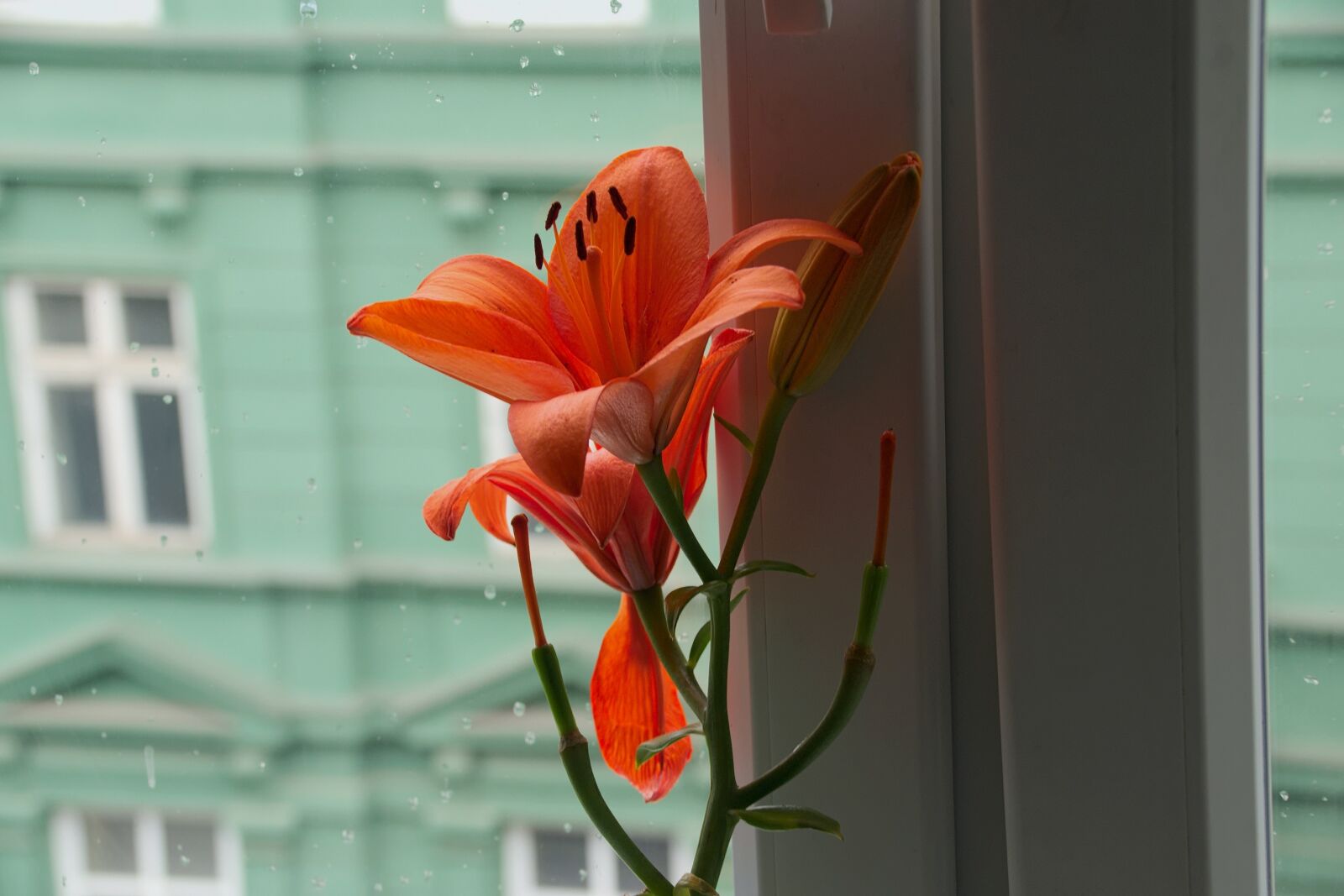 Nikon D3300 sample photo. Flower, window, rain photography