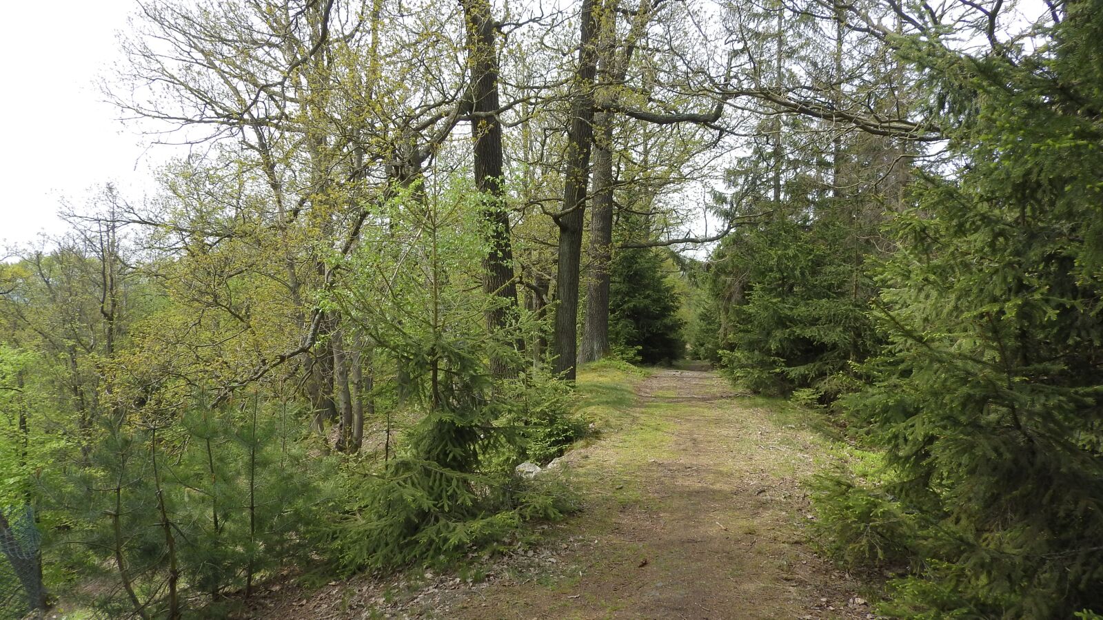 Nikon Coolpix P610 sample photo. Forest, landscape with the photography