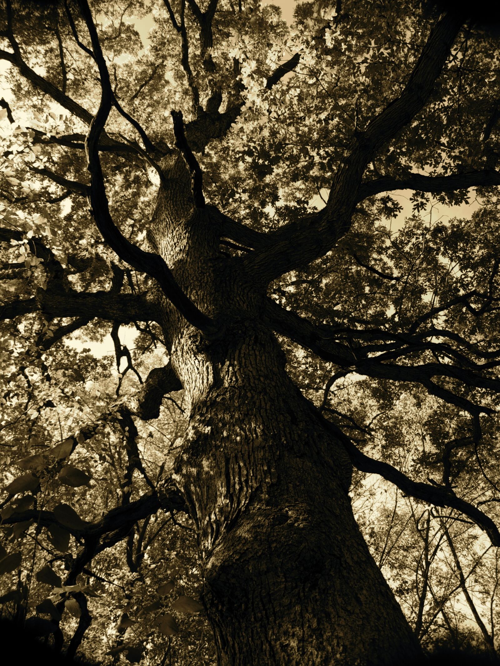 Olympus E-500 (EVOLT E-500) sample photo. Fall, crooked, tree photography